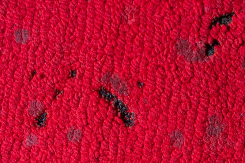 Pet Stain Carpet Repair in Overland Park, KS